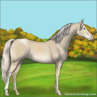 Horse Color:Cremello Appaloosa 