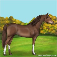 Horse Color:Liver Chestnut 