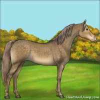 Horse Color:Chocolate Palomino Dun Appaloosa 