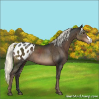 Horse Color:Liver Chestnut Mushroom Appaloosa 