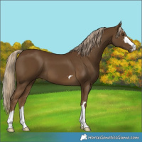 Horse Color:Chocolate Palomino 
