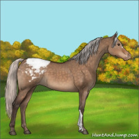 Horse Color:Silver Brown Dun Appaloosa 