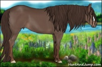 Horse Color:Liver Chestnut 