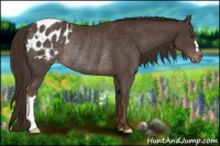 Horse Color:Liver Chestnut Appaloosa Rabicano 