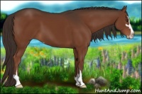 Horse Color:Liver Chestnut Sabino