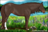 Horse Color:Liver Chestnut 