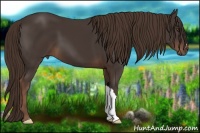 Horse Color:Liver Chestnut 