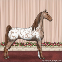 Horse Color:Red Roan Near Leopard 