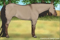 Horse Color:Liver Red Dun 