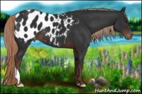 Horse Color:Liver Chestnut Appaloosa