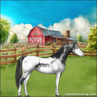 Horse Color:White Spotted Black Tobiano Appaloosa