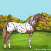 Horse Color:Chestnut Tobiano Appaloosa Rabicano 