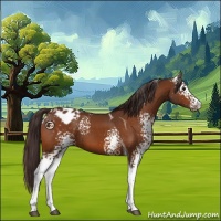 Horse Color:White Spotted Buckskin Tobiano Appaloosa 