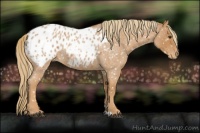Horse Color:Red Roan Appaloosa 