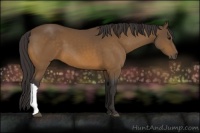 Horse Color:Buckskin 