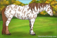 Horse Color:Red Roan Near Leopard 