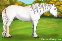 Horse Color:Gray Palomino Appaloosa 