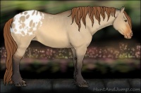 Horse Color:Buckskin Dun Blanket 