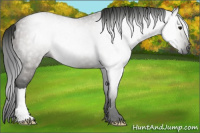 Horse Color:Gray Grullo 