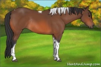 Horse Color:Bay Tobiano Rabicano 