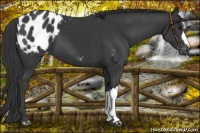 Horse Color:Black Appaloosa