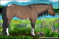 Horse Color:Brown Dun Tobiano 