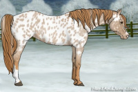 Horse Color:Red Roan Near Leopard 