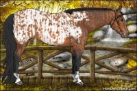 Horse Color:Bay and Bay Appaloosa