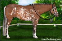 Horse Color:Bay Splash Frame Varnish Rabicano  and Silver Bay 