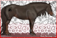 Horse Color:Liver Chestnut Sabino