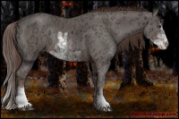 Horse Color:Liver Chestnut Ice Sabino Rabicano