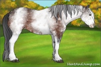 Horse Color:White Spotted Brown 
