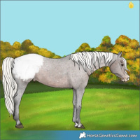 Horse Color:Liver Chestnut Mushroom Splash Snowcap 