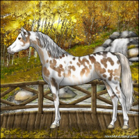 Horse Color:Gray Chocolate Palomino Dun Mushroom Tobiano Appaloosa Rabicano Brindle 