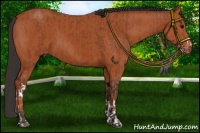 Horse Color:Bay  and Bay Sabino Varnish Rabicano 