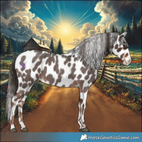 Horse Color:Liver Red Roan Appaloosa 