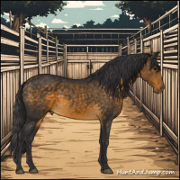 Horse Color:Buckskin 