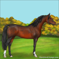 Horse Color:Brown 