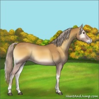 Horse Color:Palomino Onyx 