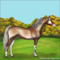 Horse Color:Silver Brown Onyx Appaloosa 