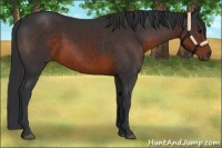 Horse Color:Brown 