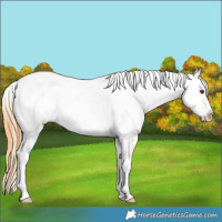 Horse Color:White Spotted Red Dun Roan Splash Appaloosa 