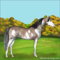 Horse Color:Brown Dun Splash 
