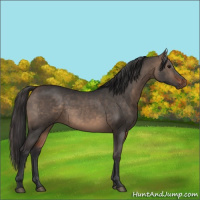 Horse Color:Bay Dun