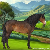 Horse Color:Buckskin 