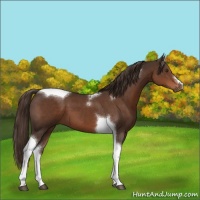 Horse Color:Liver Chestnut Tobiano 