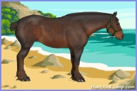 Horse Color:Liver Chestnut