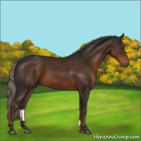 Horse Color:Liver Chestnut 