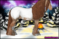 Horse Color:Red Dun Appaloosa 