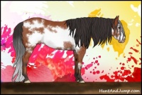Horse Color:Bay Frame Appaloosa Rabicano 